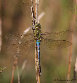 Anax junius, male